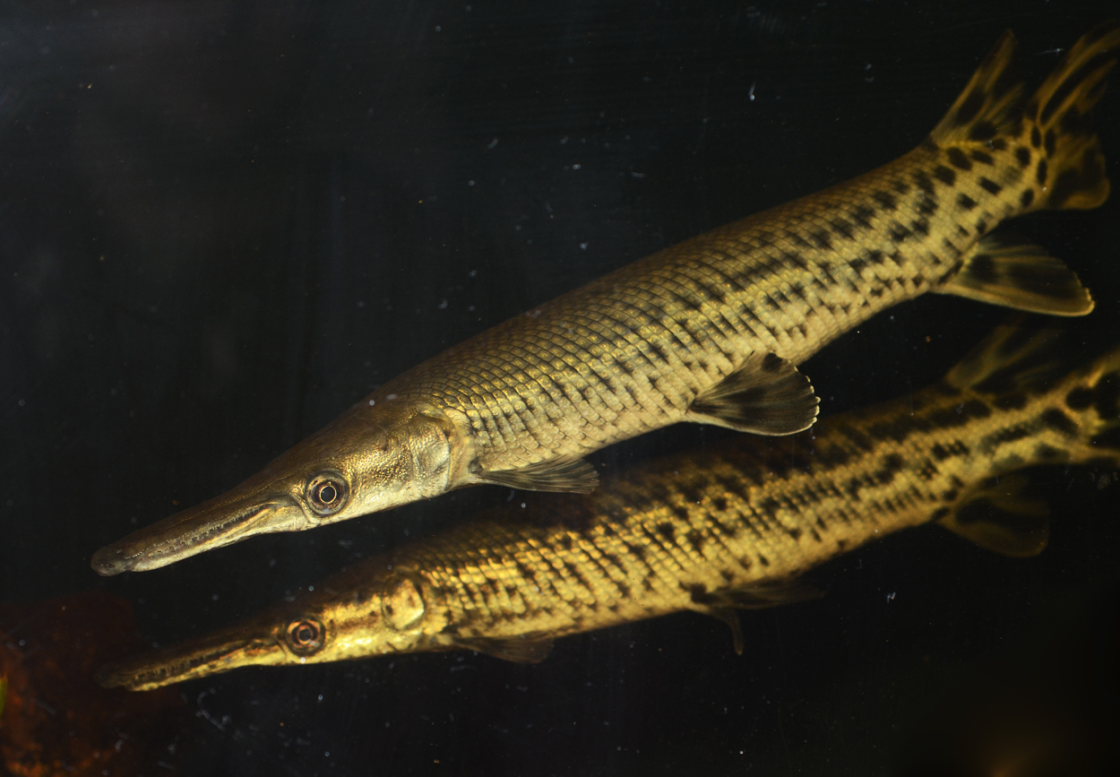 Atractosteus spatula