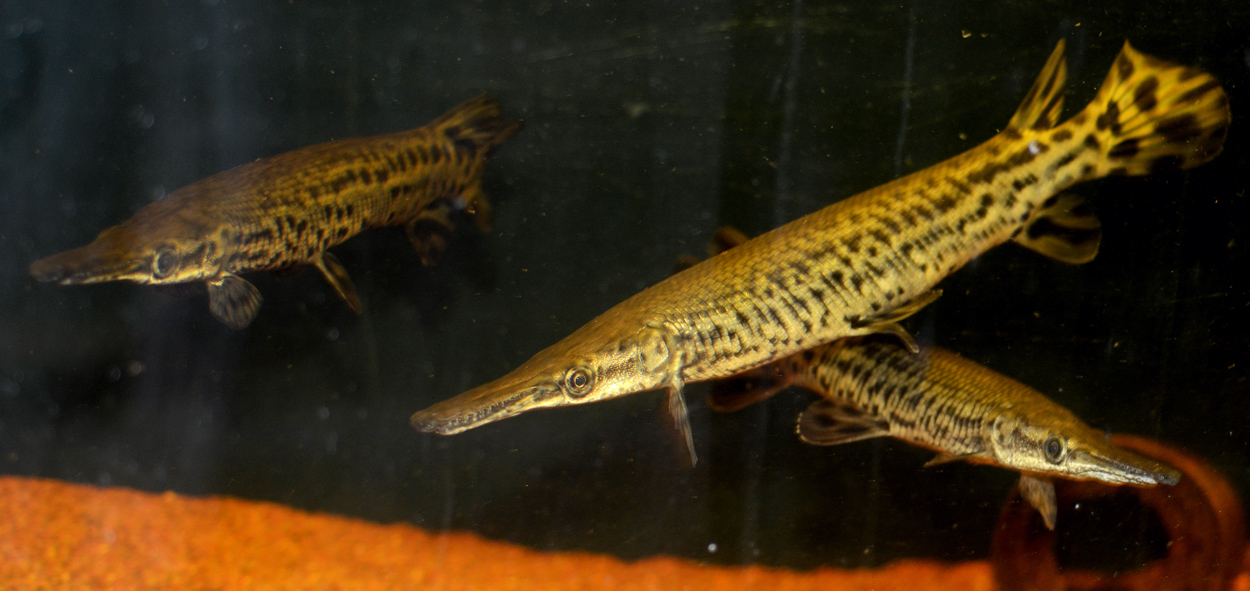 Atractosteus spatula