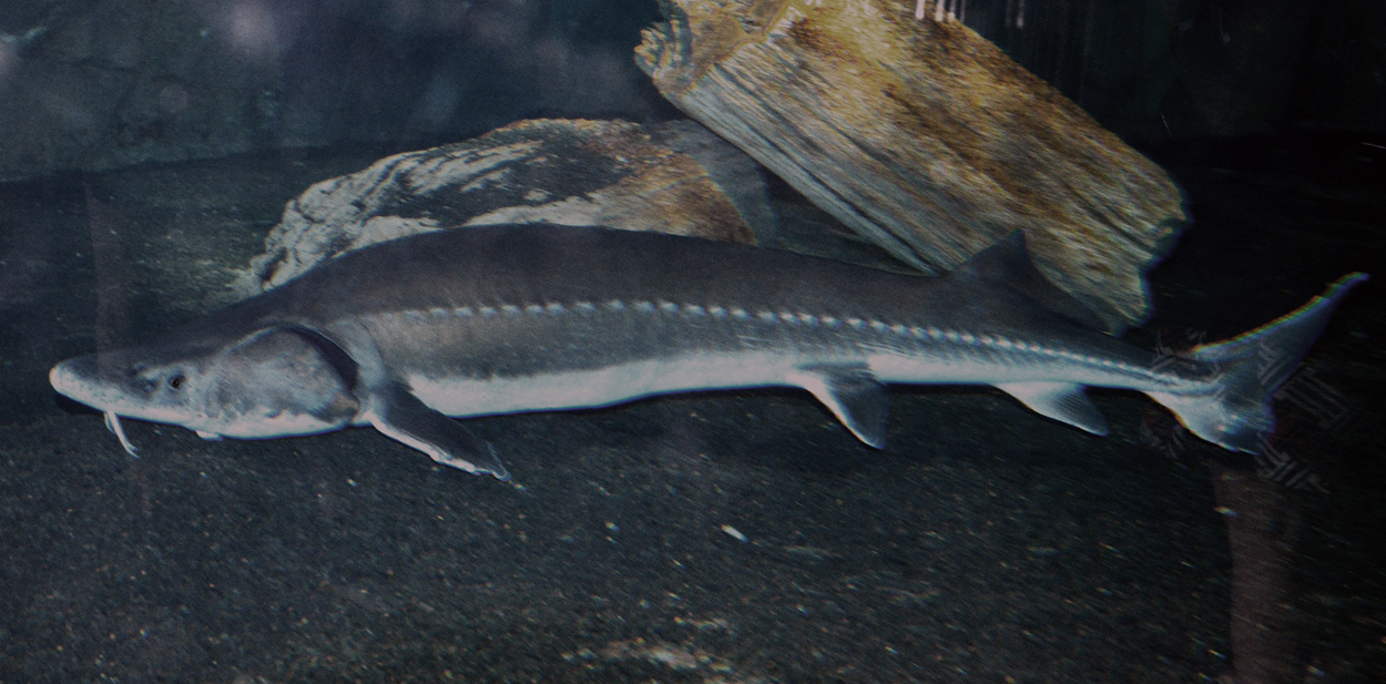 Acipenser sinensis