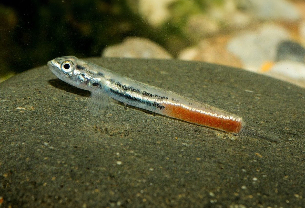Sicyopus discordipinnis