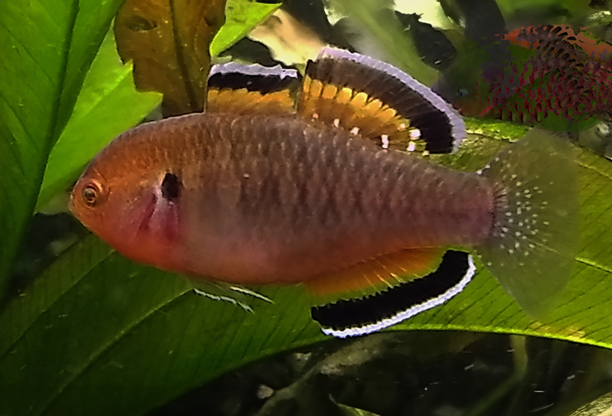 Hypseleotris compressa