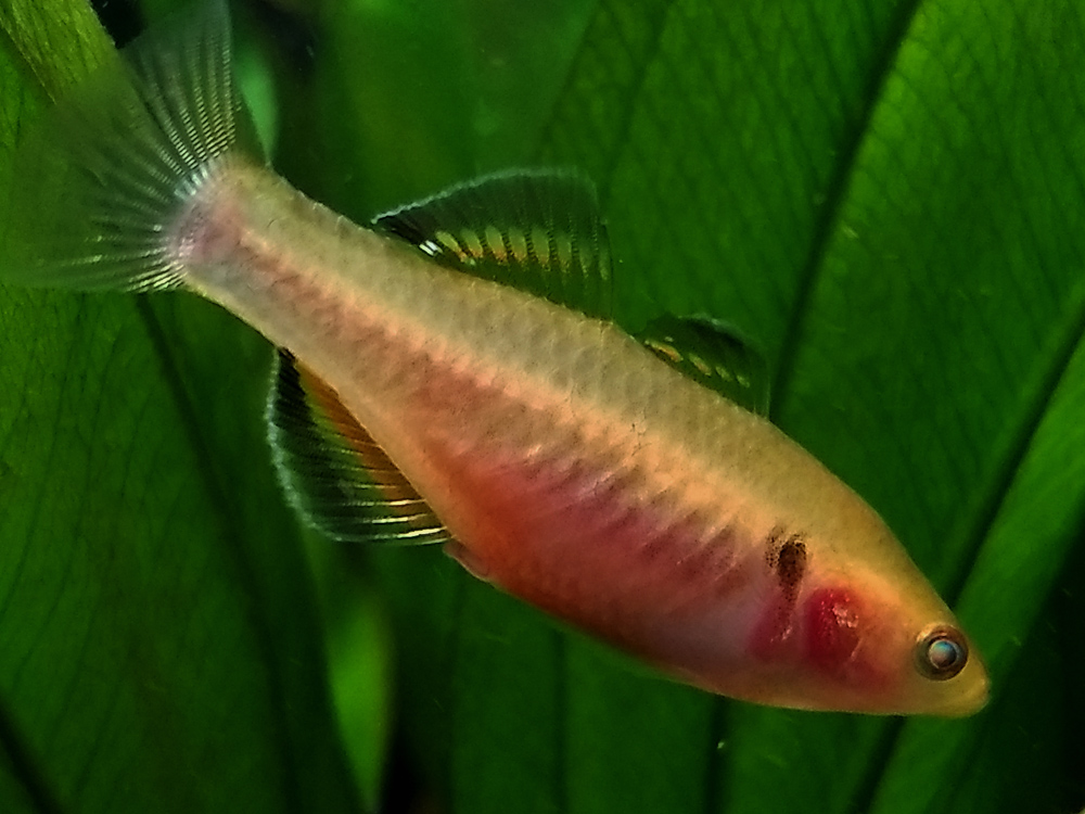 Hypseleotris compressa