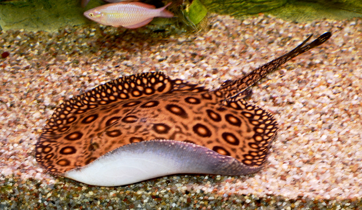Potamotrygon motoro, royal marble