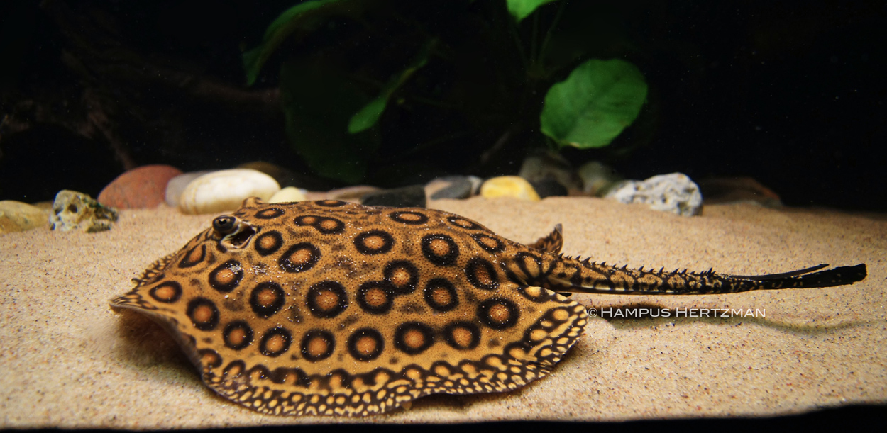 Potamotrygon motoro, marble