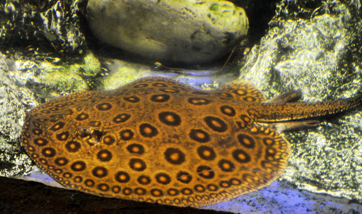 Potamotrygon motoro
