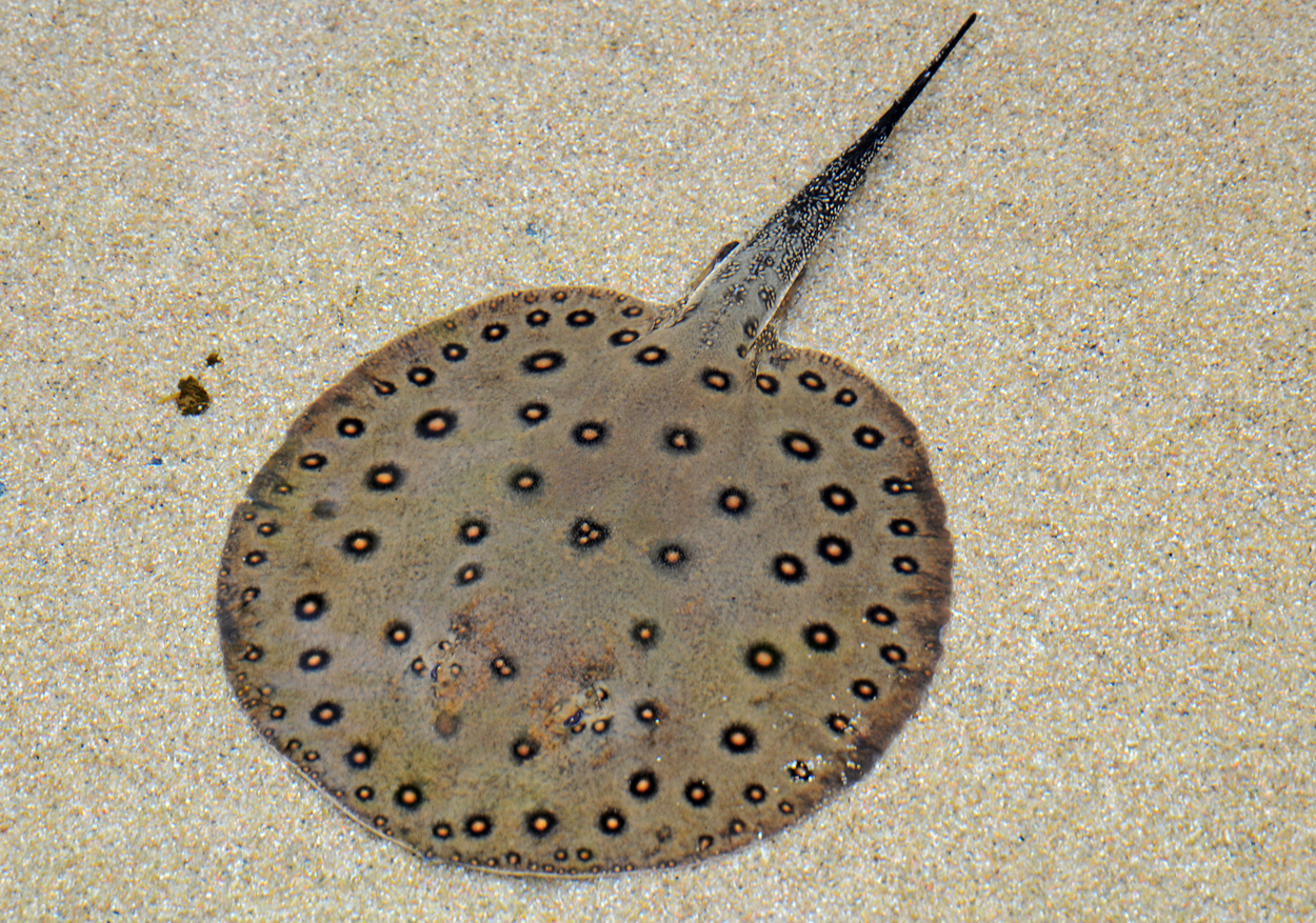 Potamotrygon motoro