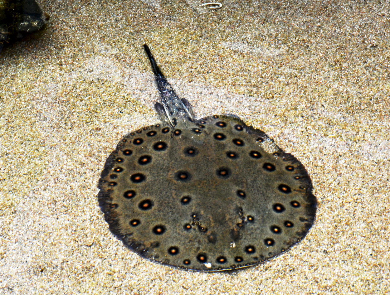 Potamotrygon motoro