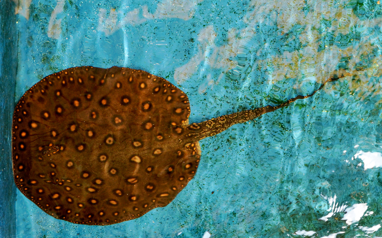 Potamotrygon motoro