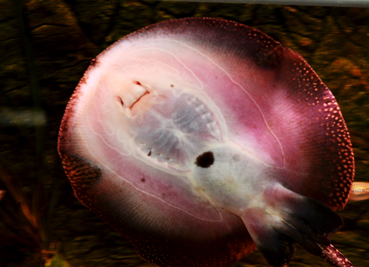 Potamotrygon motoro