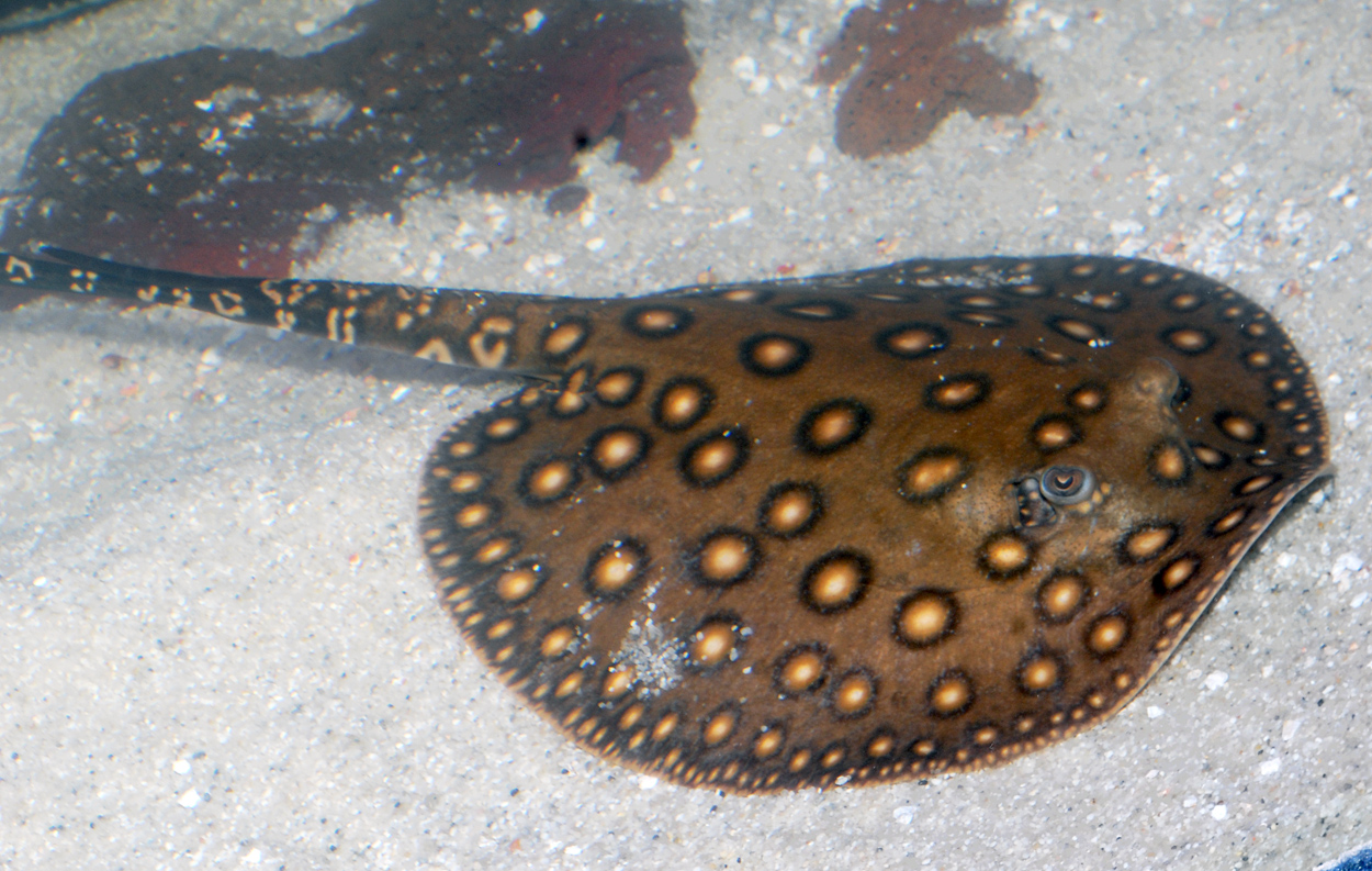 Potamotrygon motoro