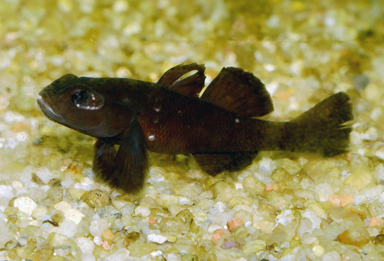 Mugilogobius sarasinorum