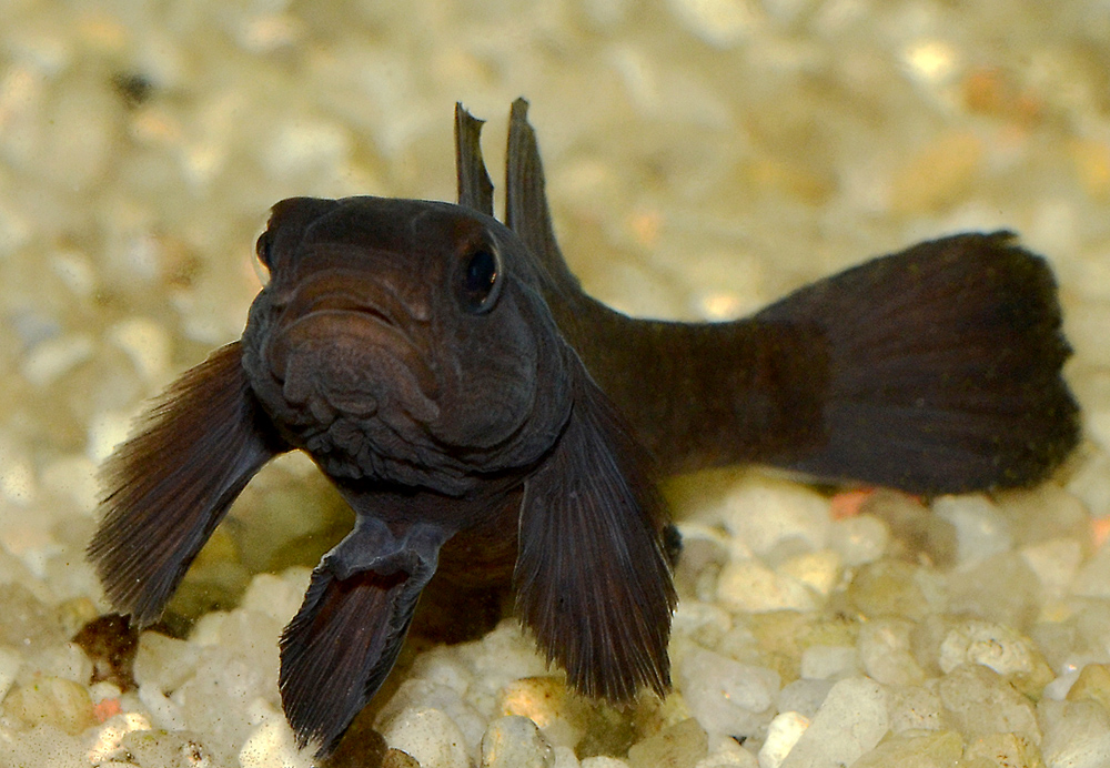 Mugilogobius sarasinorum