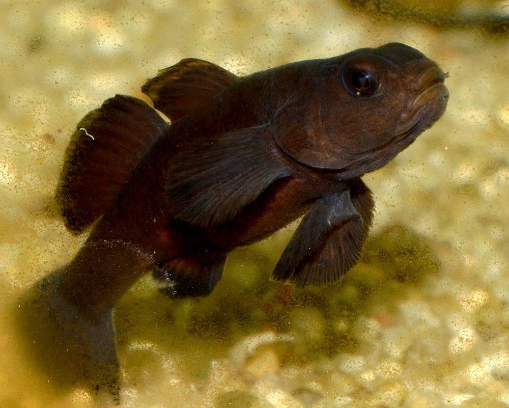 Mugilogobius sarasinorum