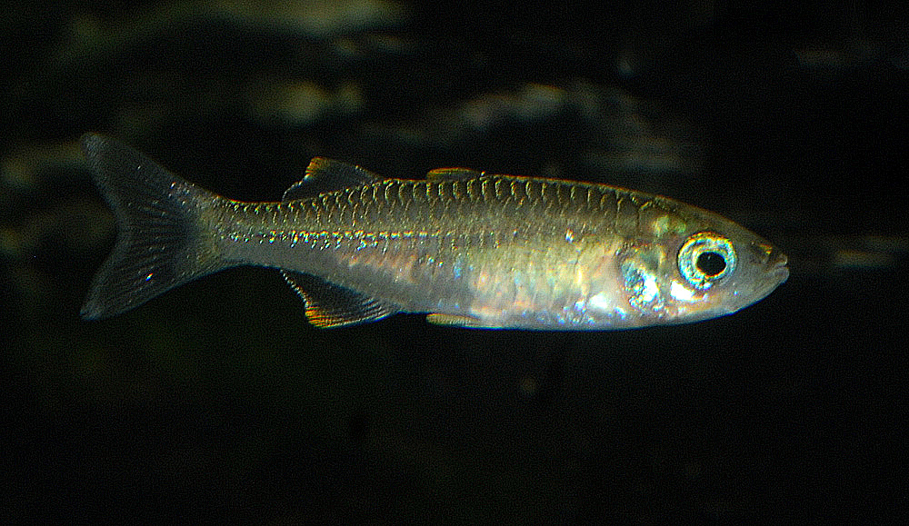 Telmatherina sp. 'Suraya'