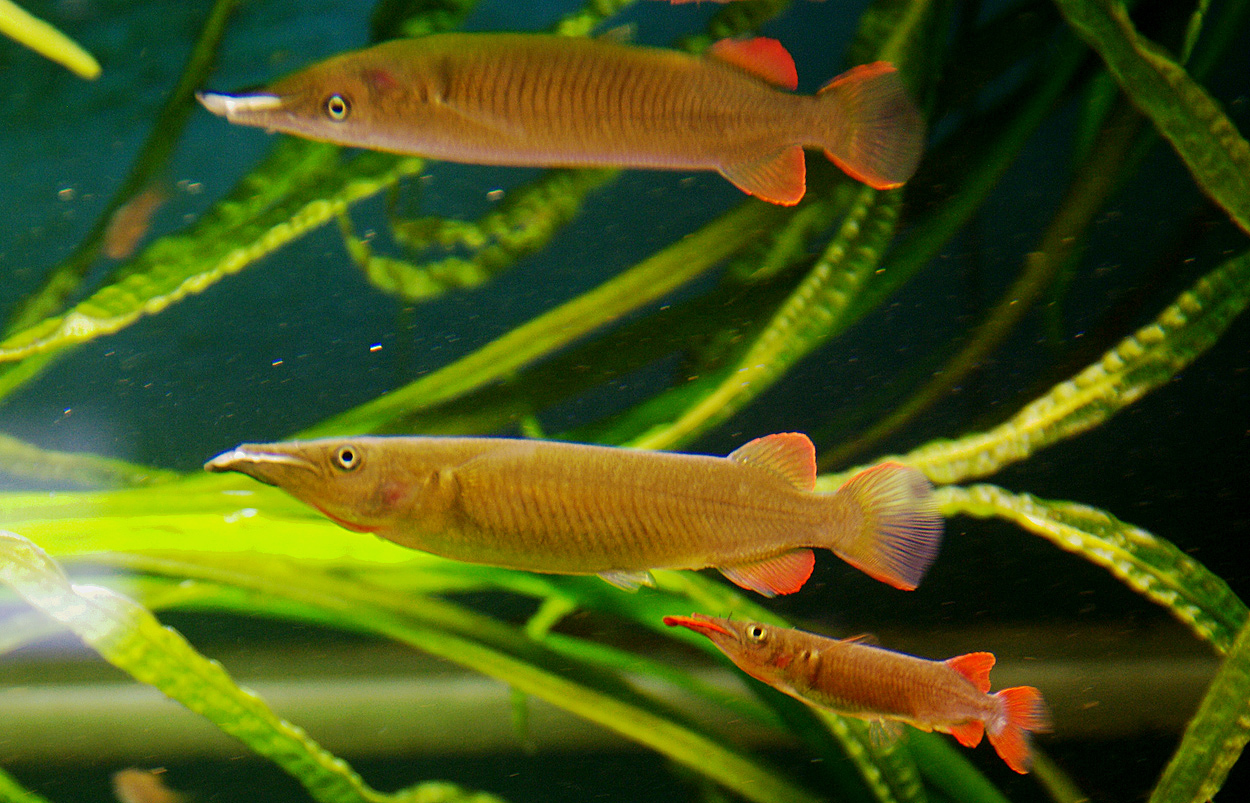 Nomorhamphus ebrardtii
