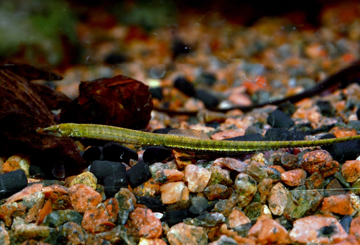Hippichthys spicifer