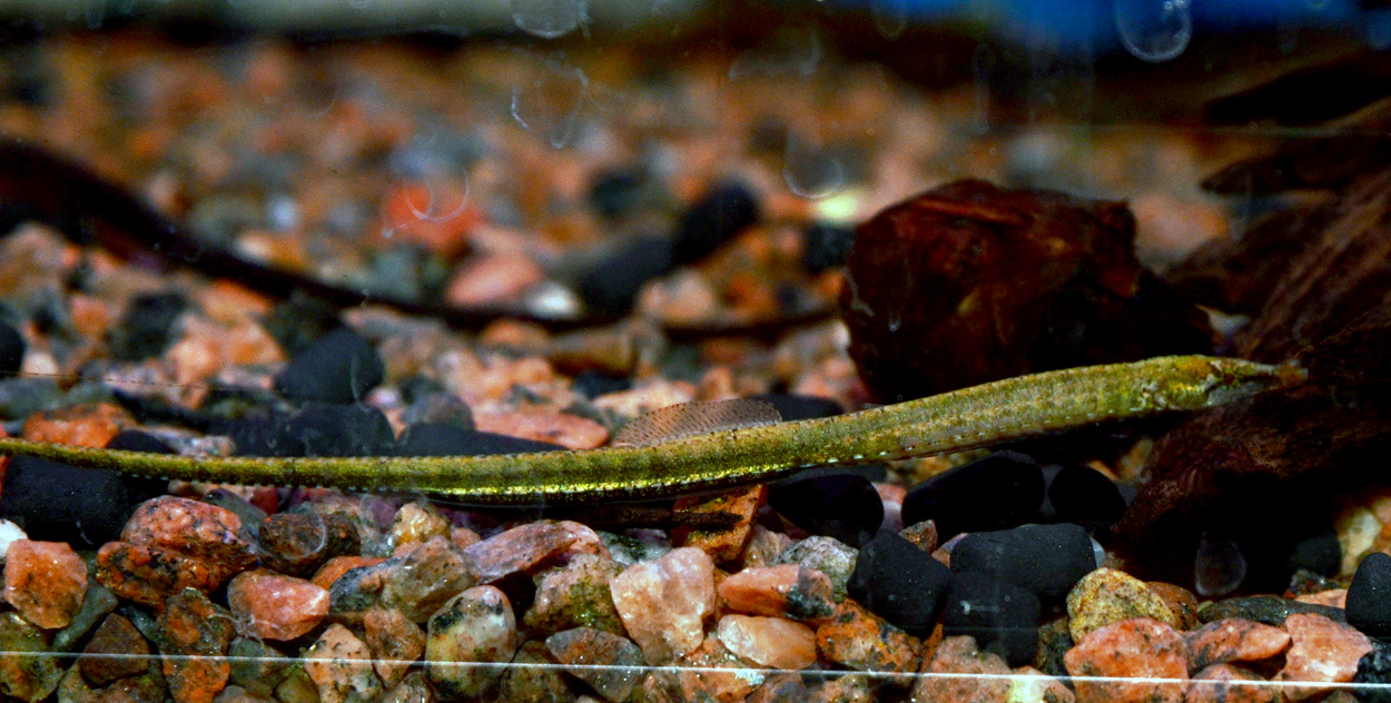 Hippichthys spicifer