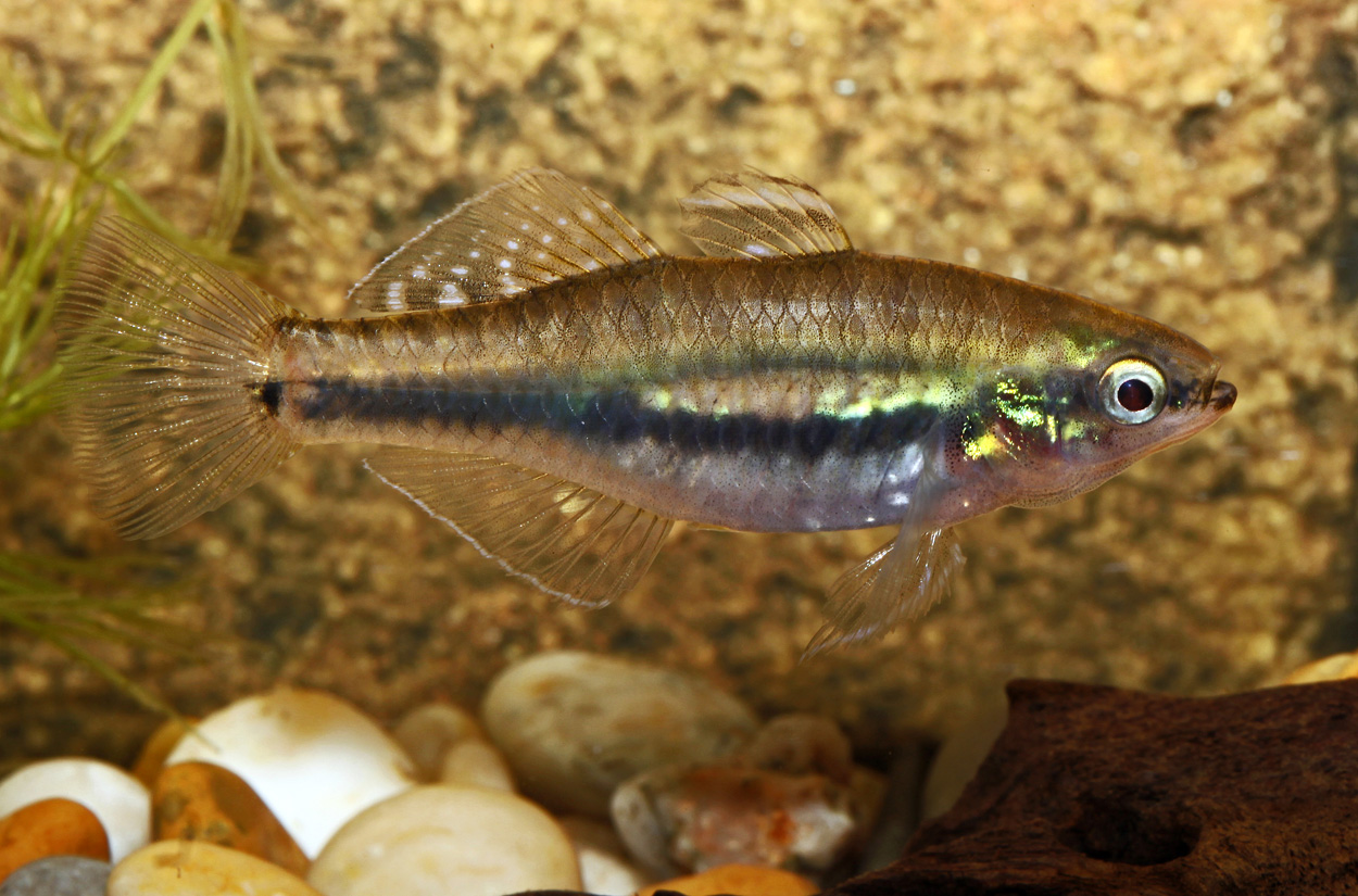 Hypseleotris leuciscus