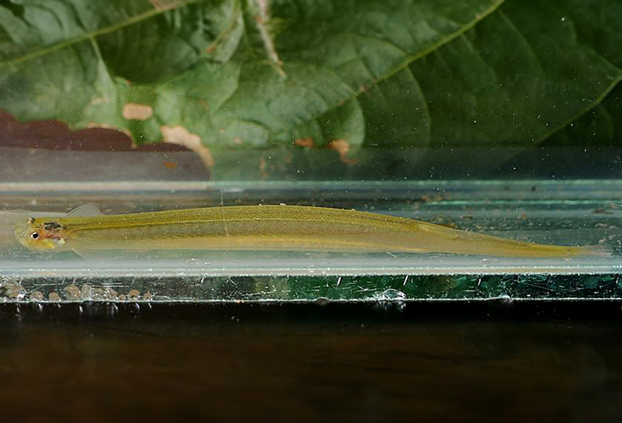 Vandellia sanguinea