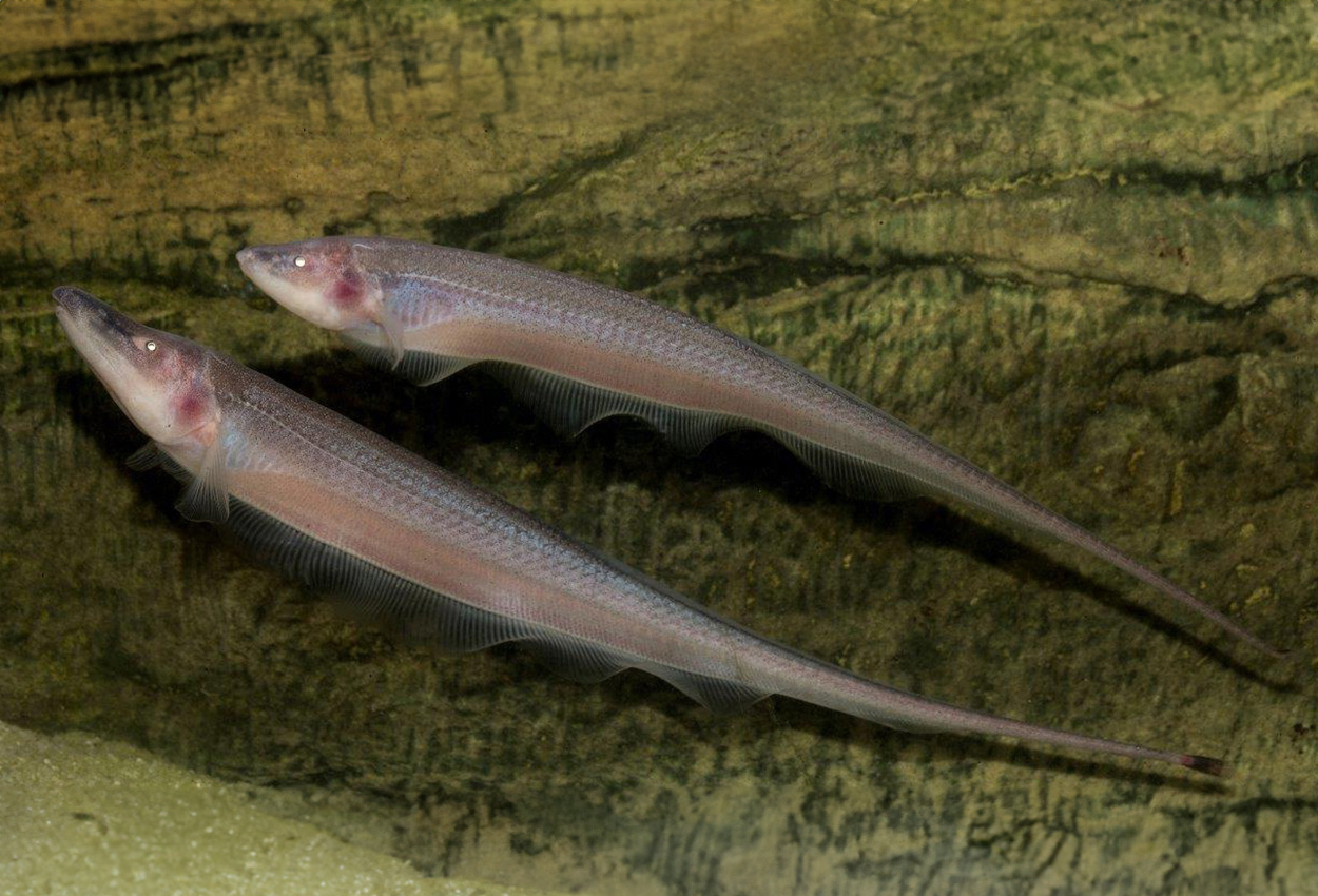 Compsaraia samueli