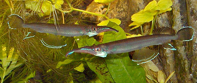 Hemirhampodon pogonognathus