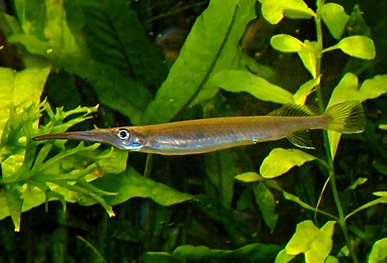 Hemirhampodon pogonognathus
