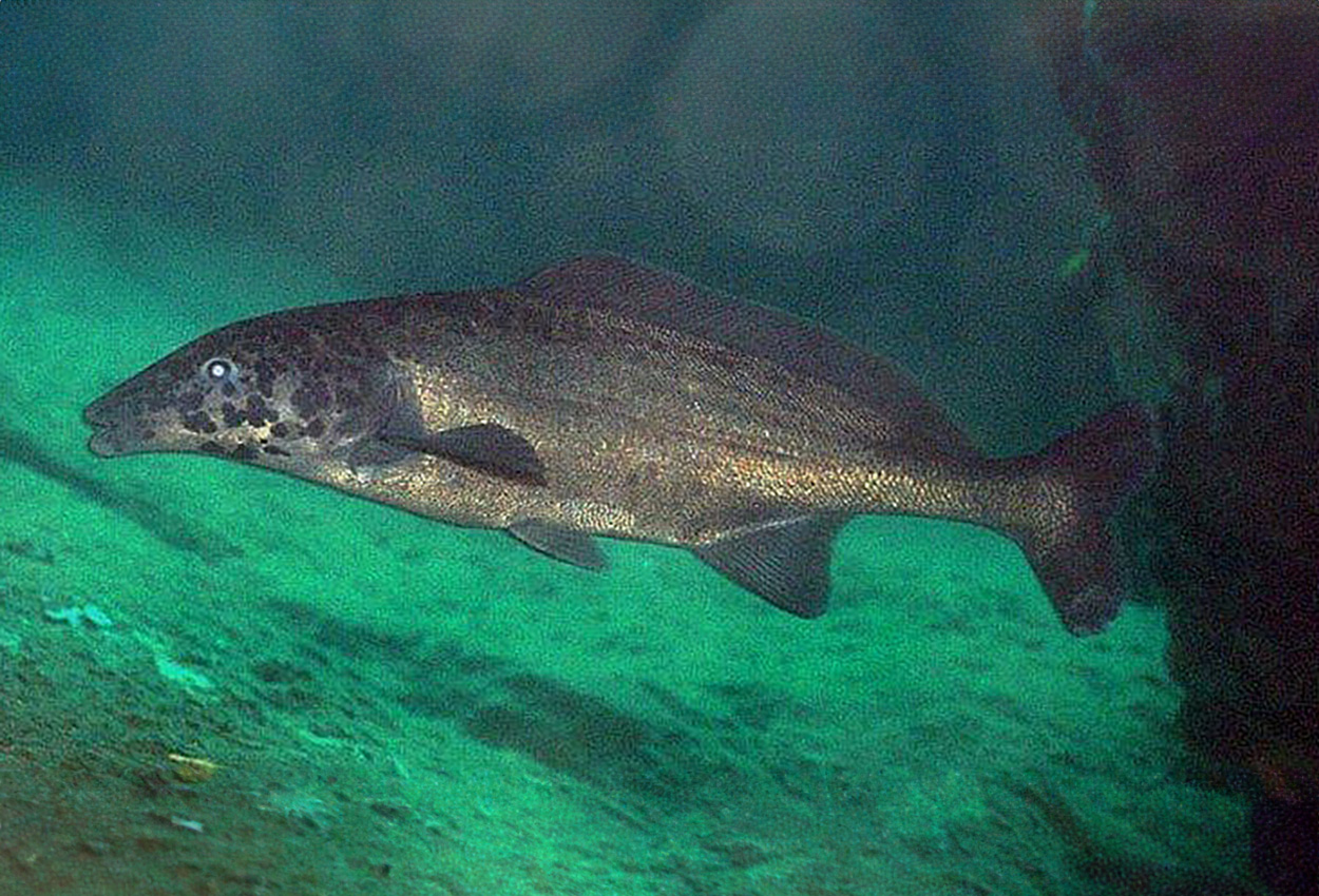Mormyrus longirostris