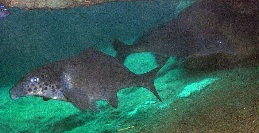Mormyrus longirostris