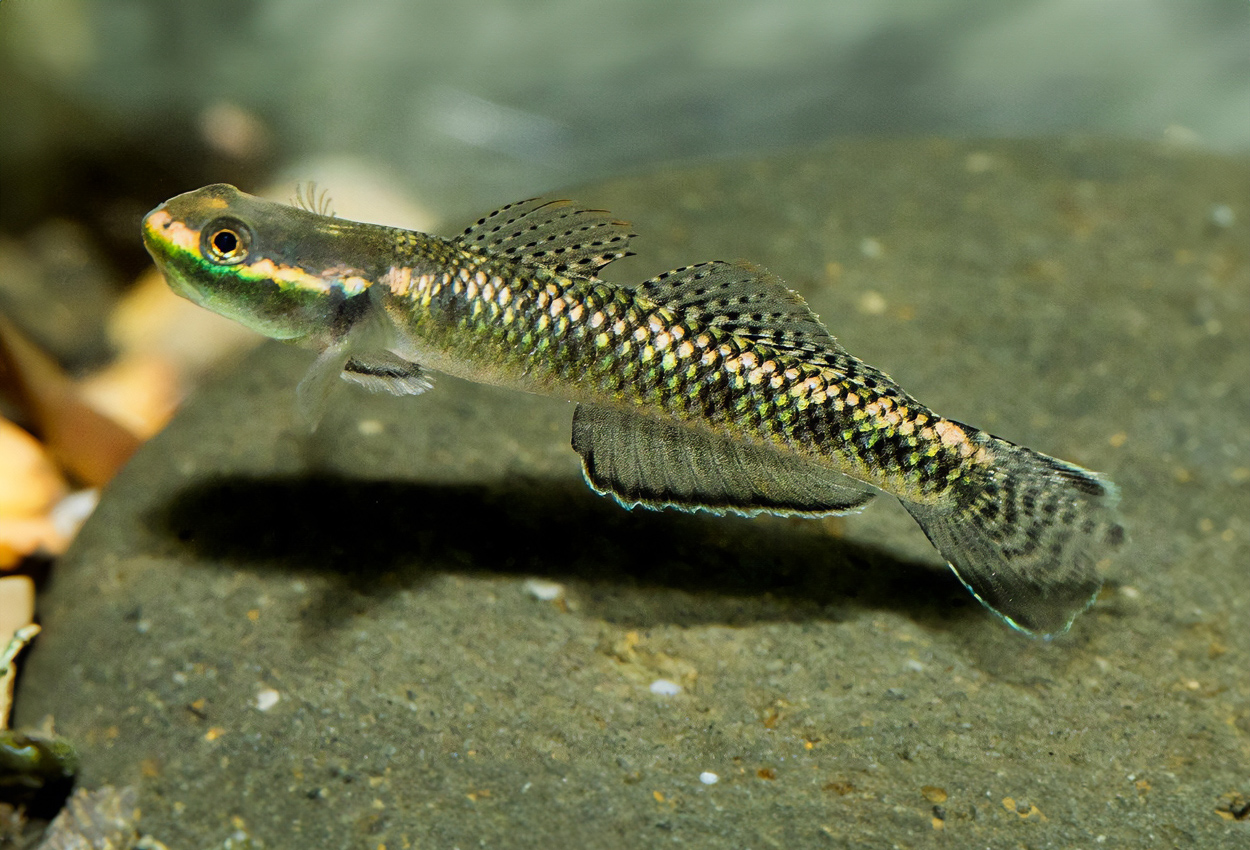 Purple goby 