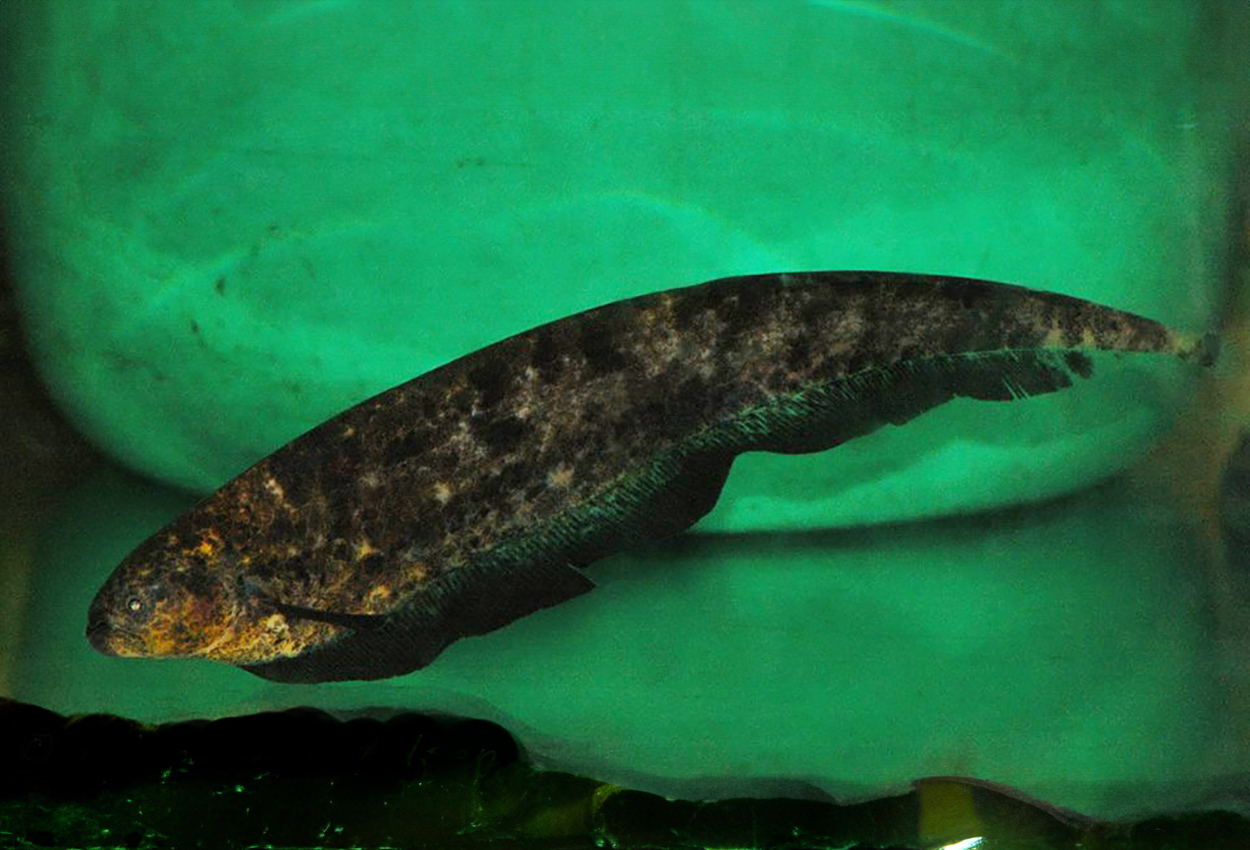 Adontosternachus balaenops