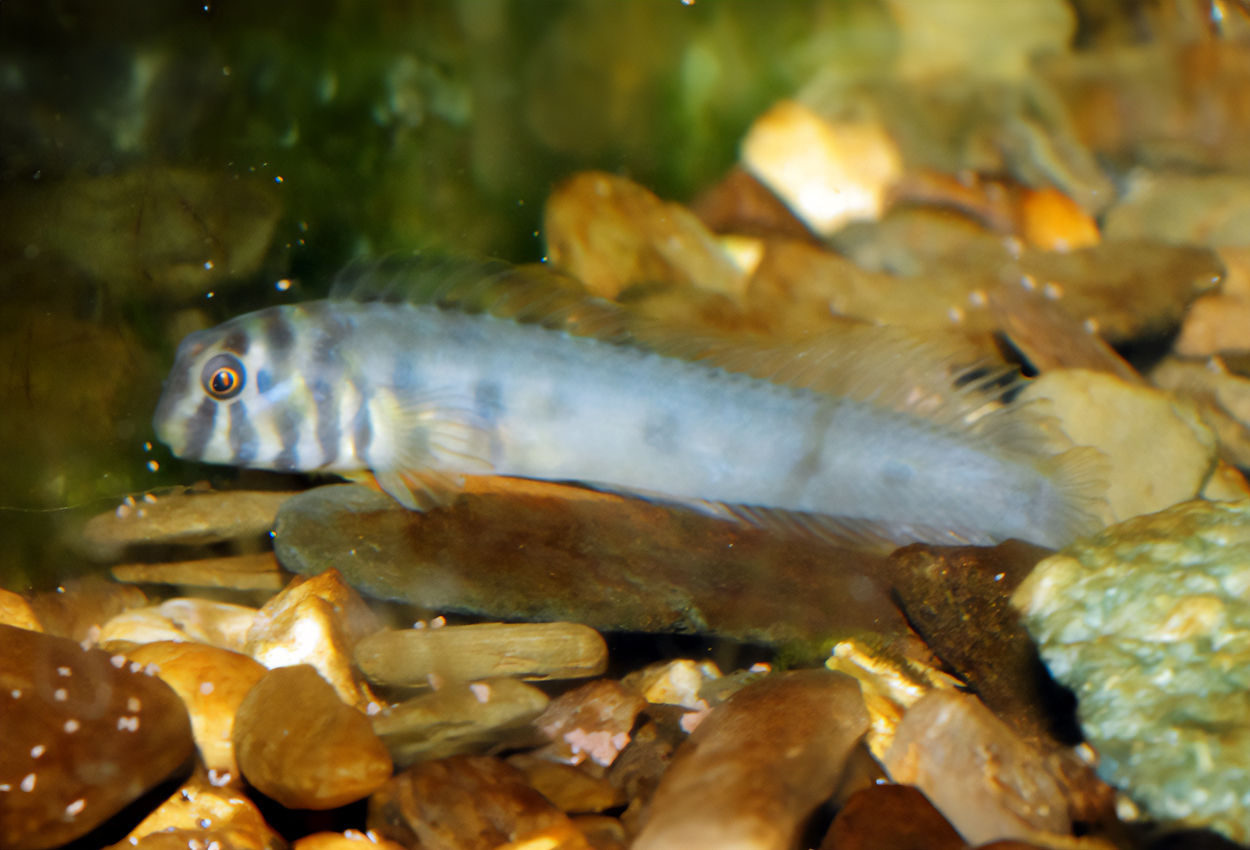 Omobranchus zebra