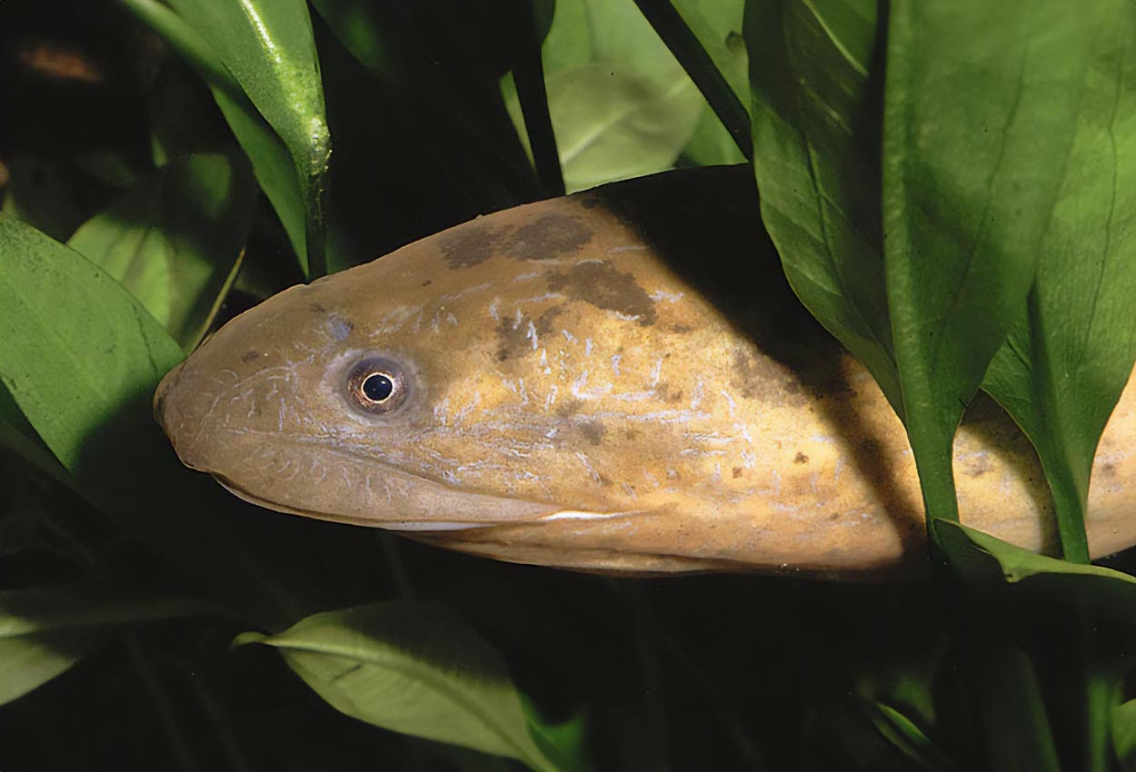 Synbranchus marmoratus