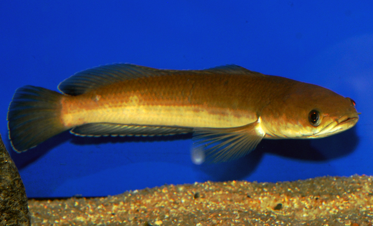 Channa melasoma