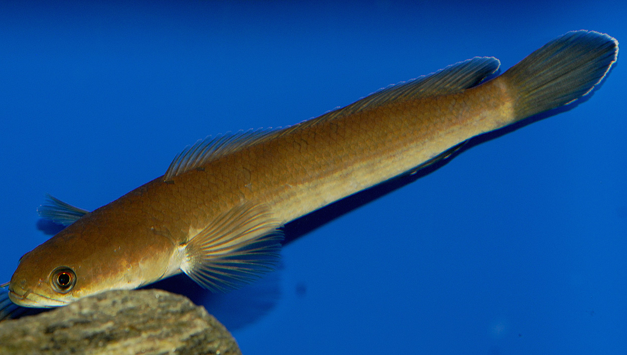 Channa melasoma