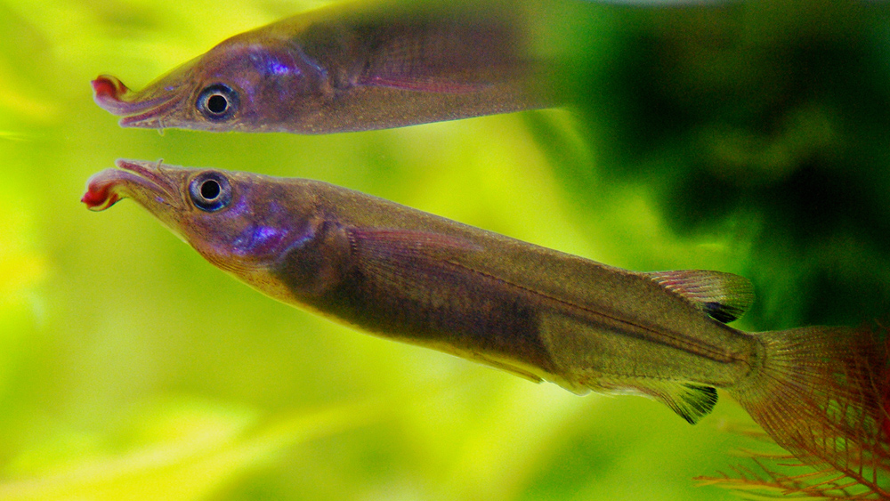 Nomorhamphus liemi snijdersi 
