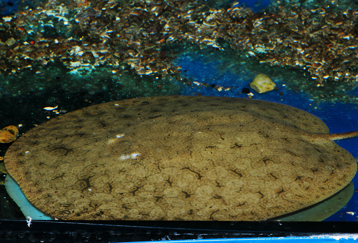 Paratrygon aiereba