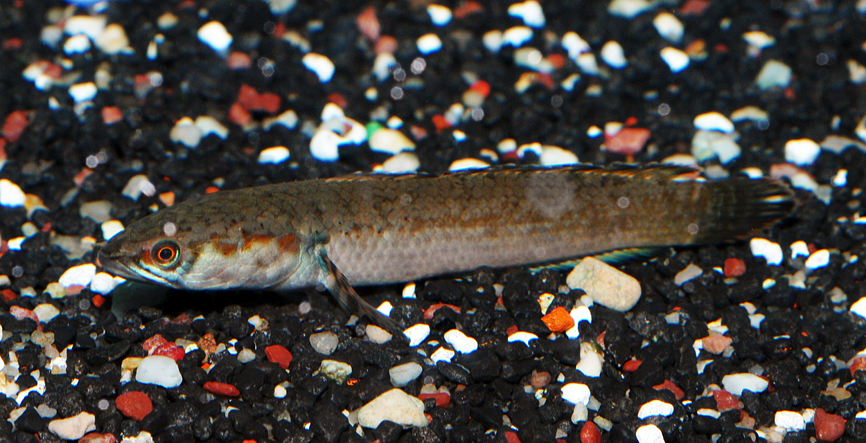 Channa orientalis