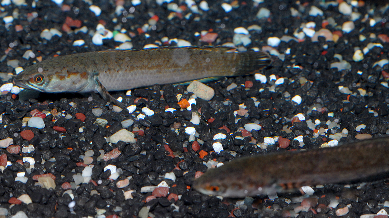Channa orientalis