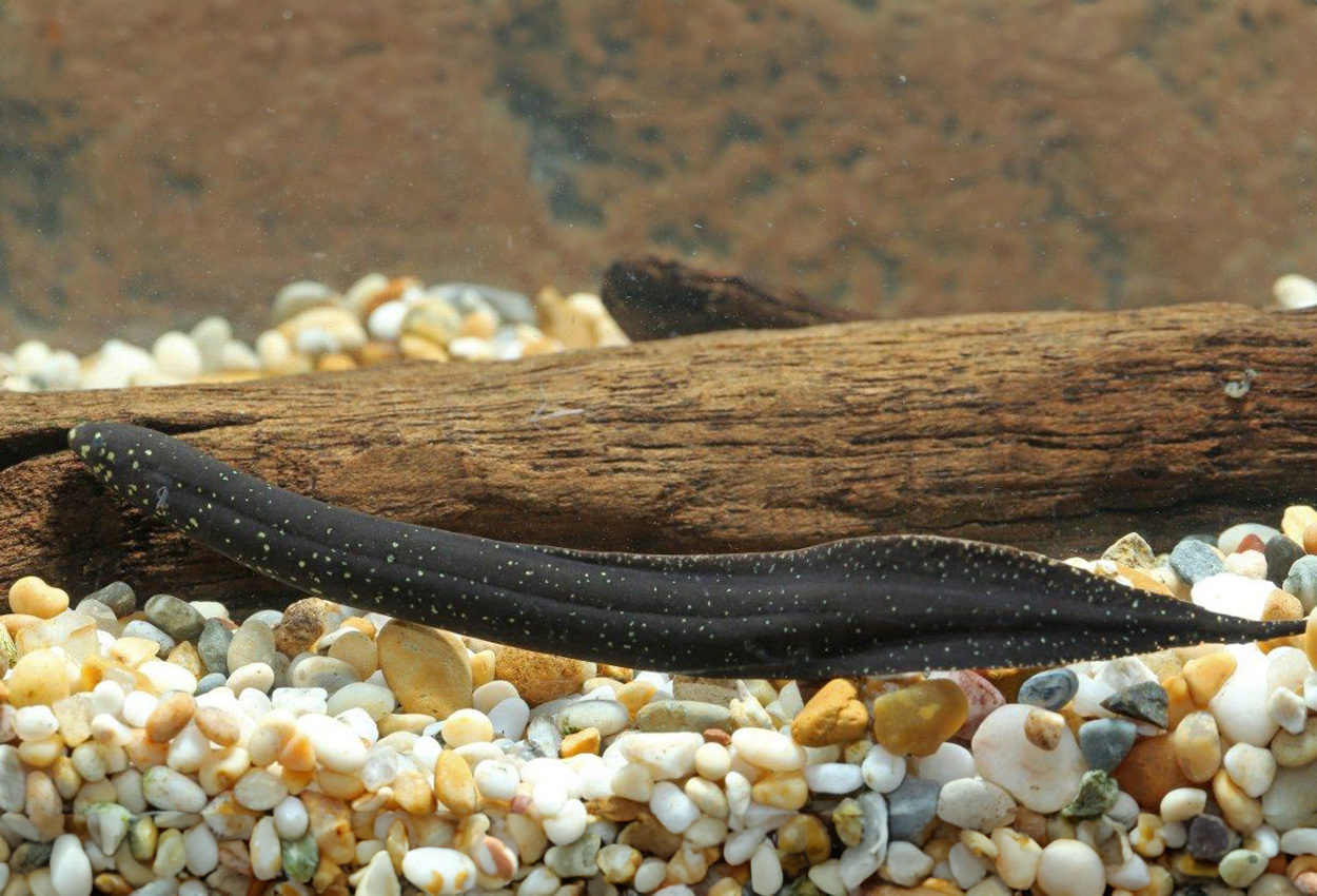 Lepidosiren paradoxa