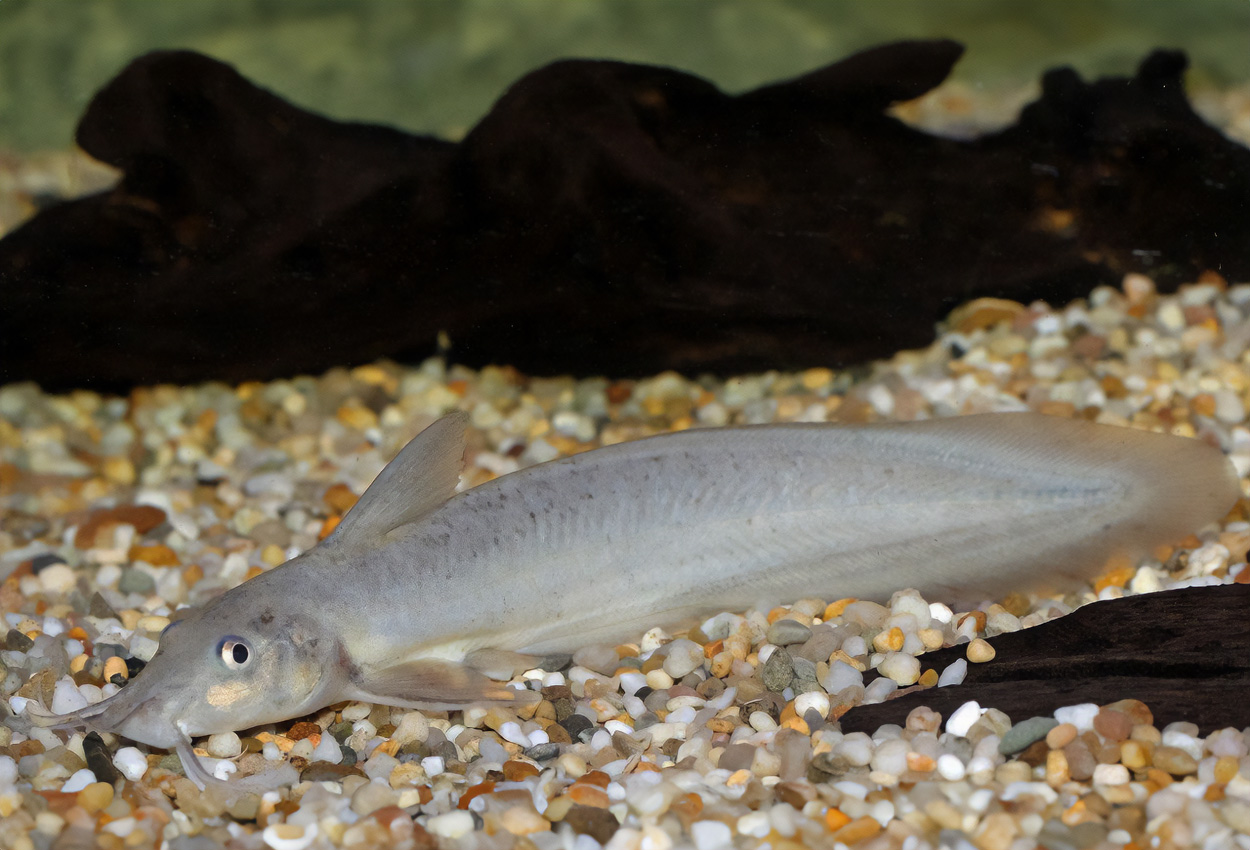 Neosilurus equinus