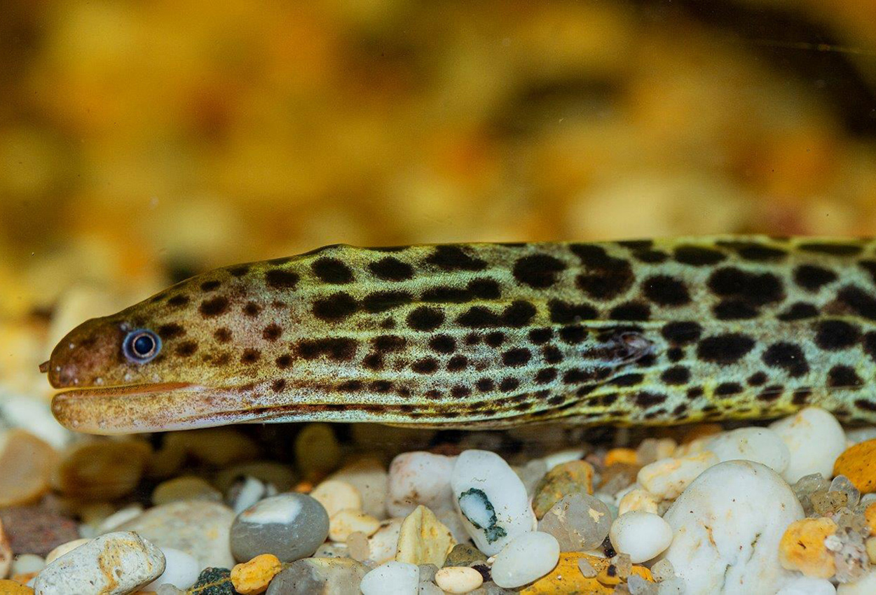 Gymnothorax polyuranodon