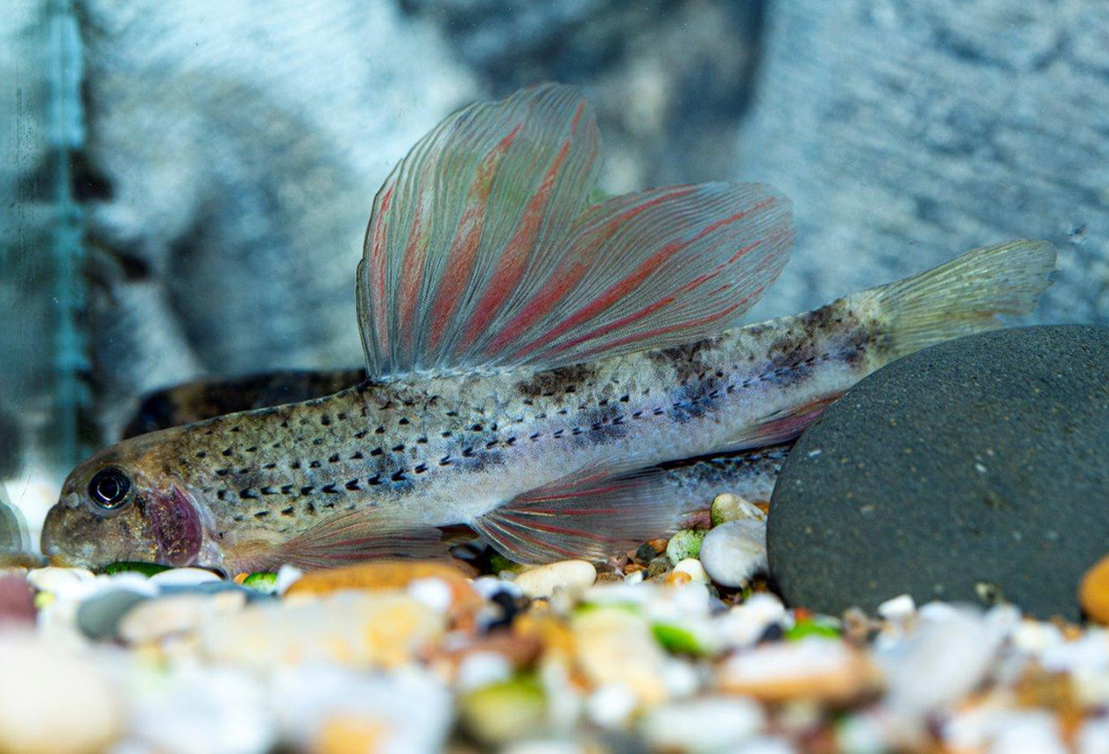 Microphysogobio tafangensis