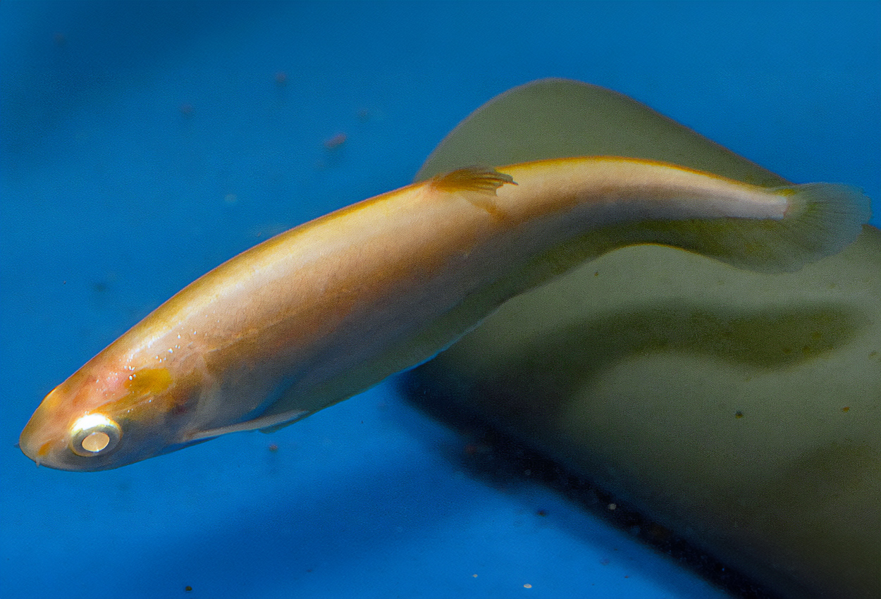 Notopterus notopterus, albino