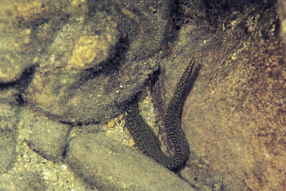 Mastacembelus sp.