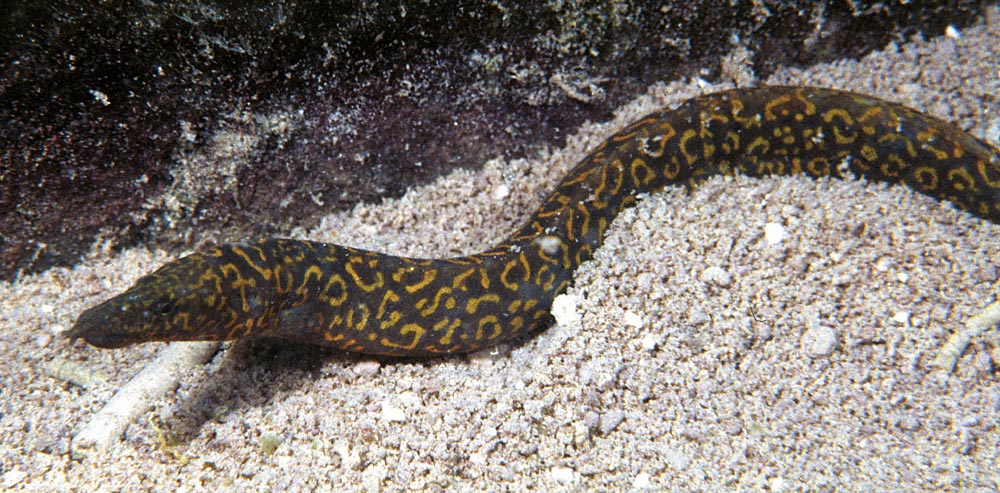 Mastacembelus sp.
