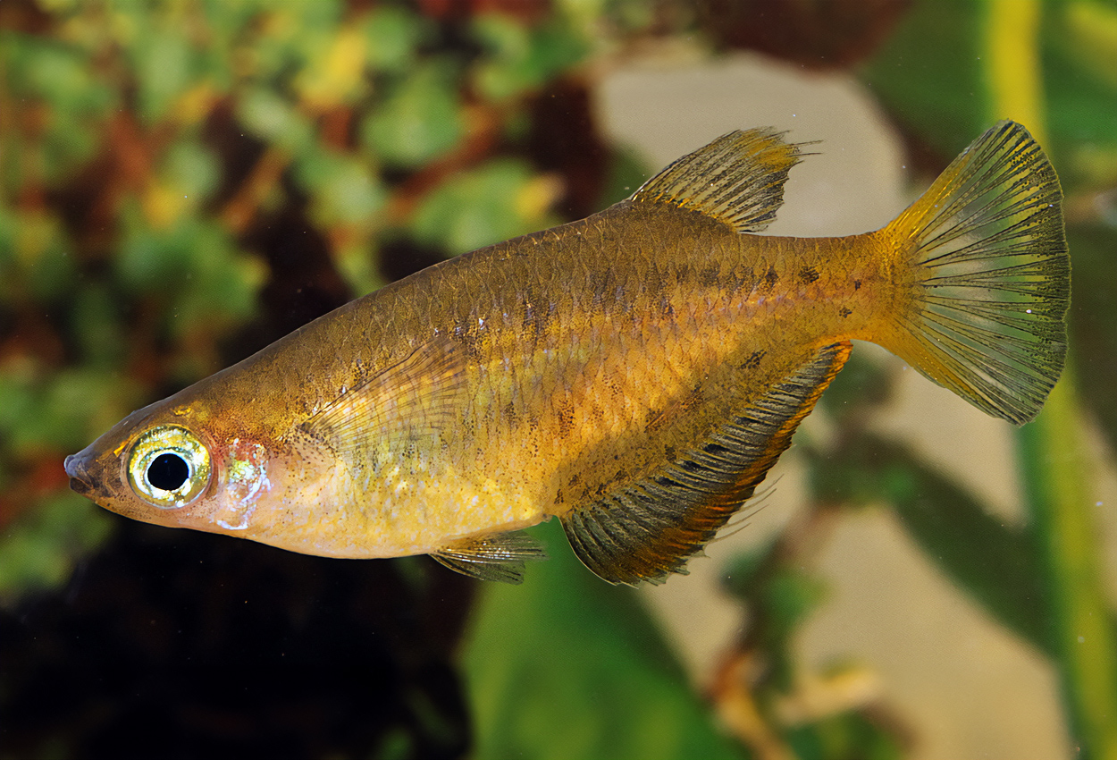 Oryzias profundicola