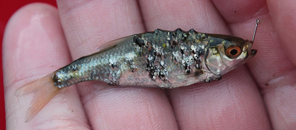 Rutilus rugosus