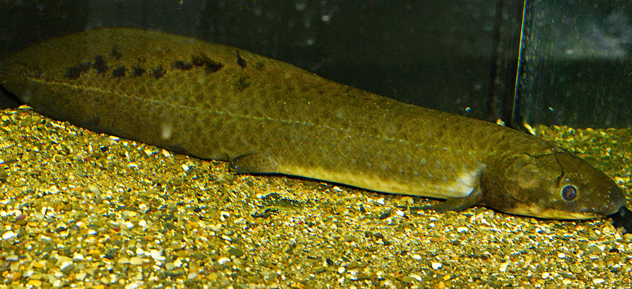 Neoceratodus forsteri