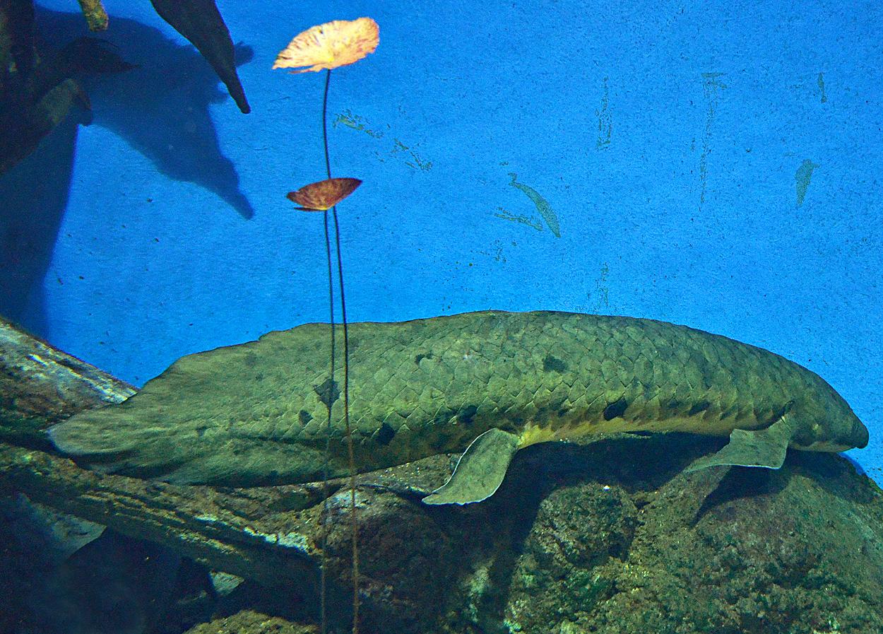Neoceratodus forsteri