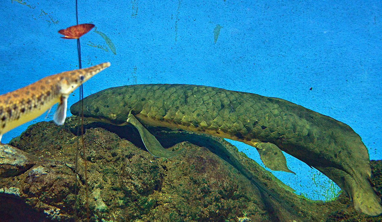 Neoceratodus forsteri